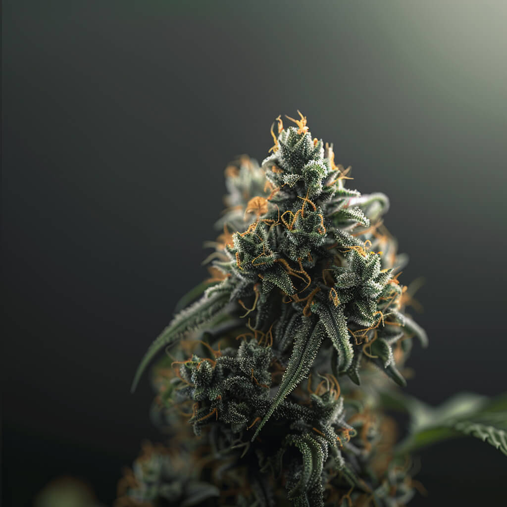 Amnesia - Feminisiert Cannabis-Pflanz-Kit
