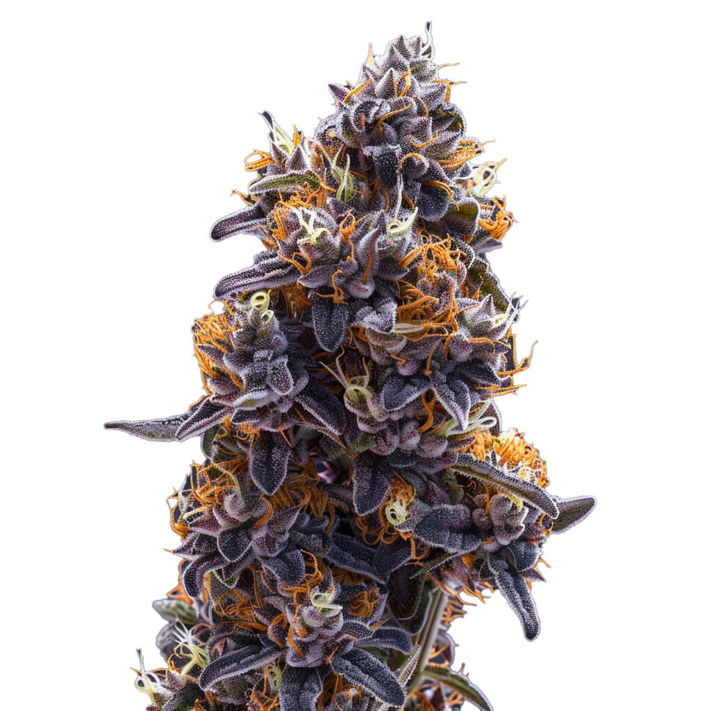 Sunset x Sherbet - Feminisiert - Cannabis-Pflanz-Kit