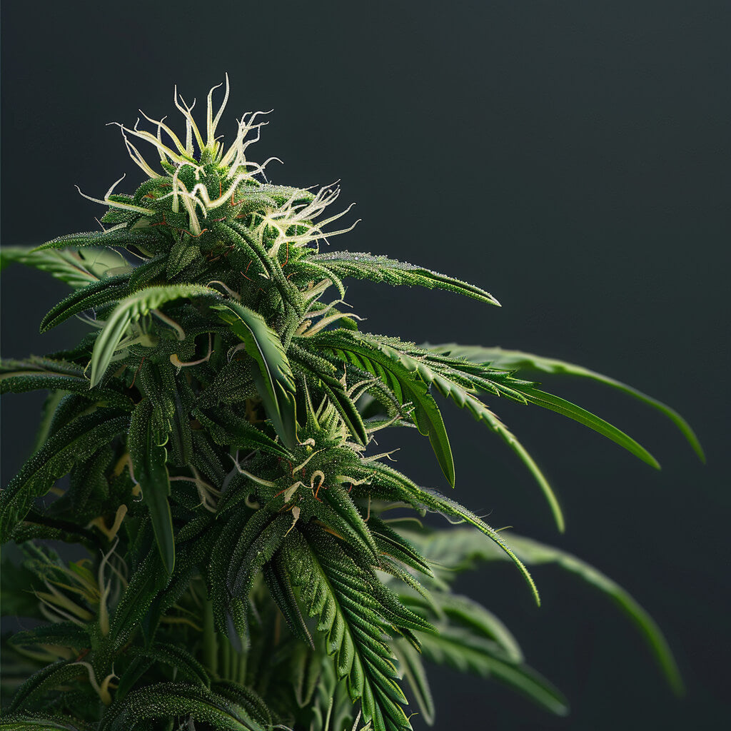 Wedding Cake x Kush - Feminisiert - Cannabis-Pflanz-Kit