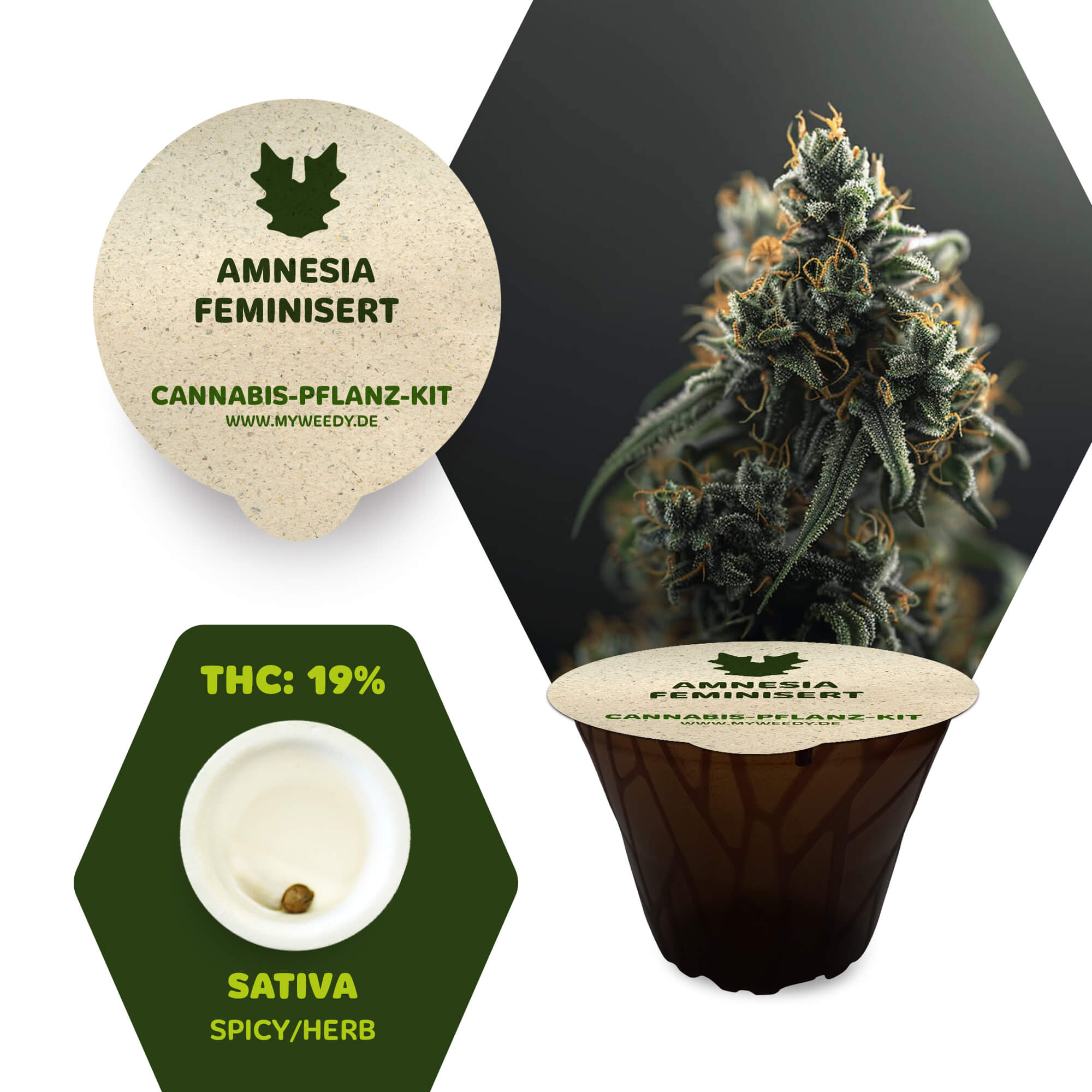 Amnesia - Feminisiert Cannabis-Pflanz-Kit