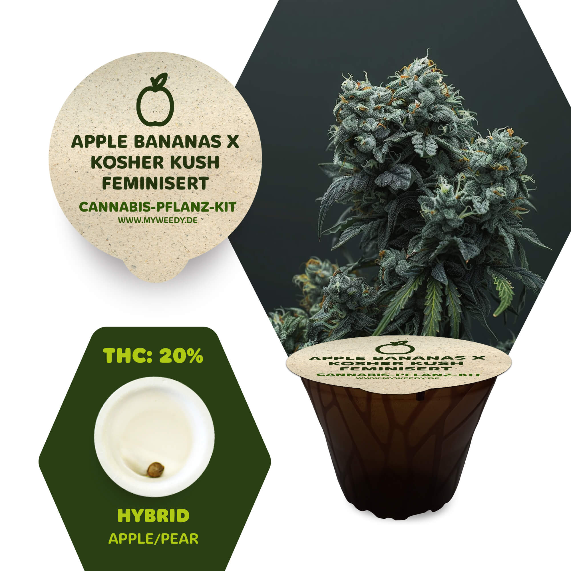 Apple & Bananas x Kosher Kush - Feminisiert - Cannabis-Pflanz-Kit