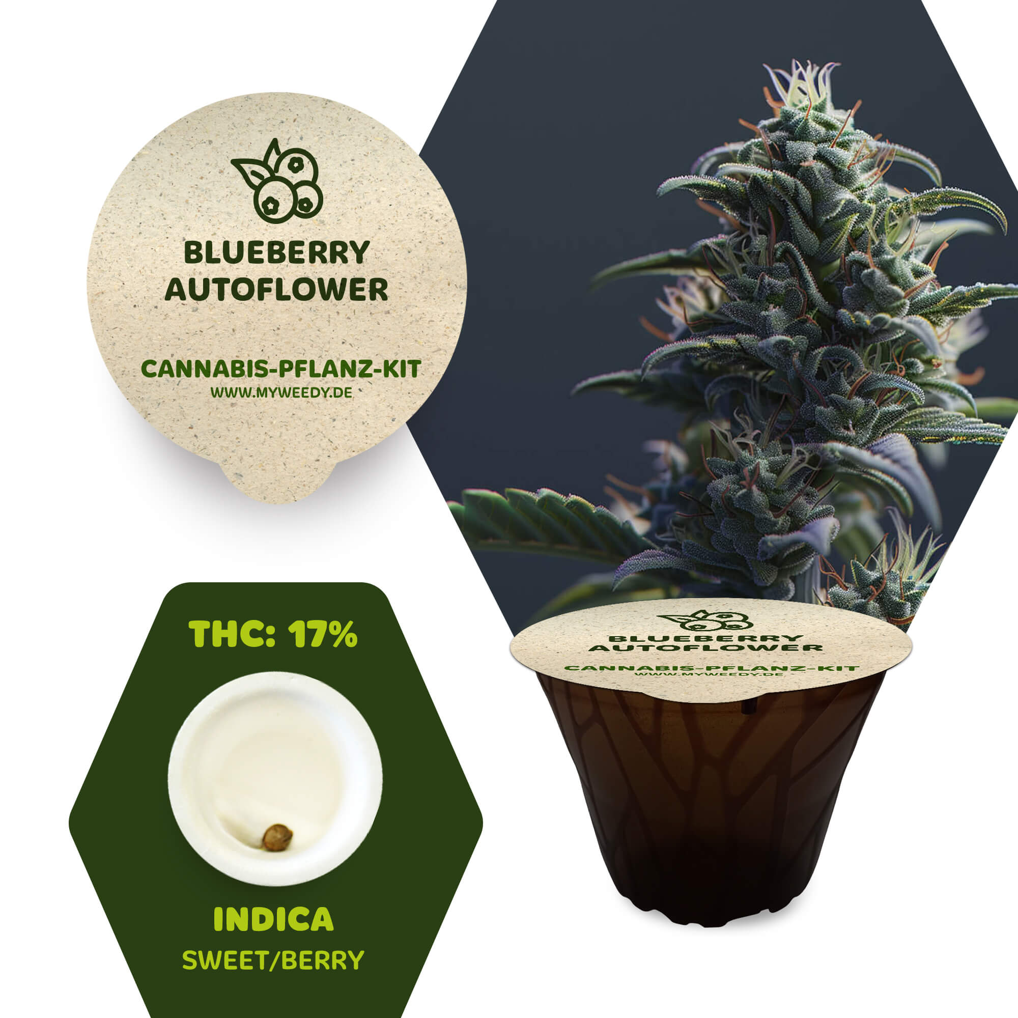 Blueberry - Autoflower - Cannabis-Pflanz-Kit