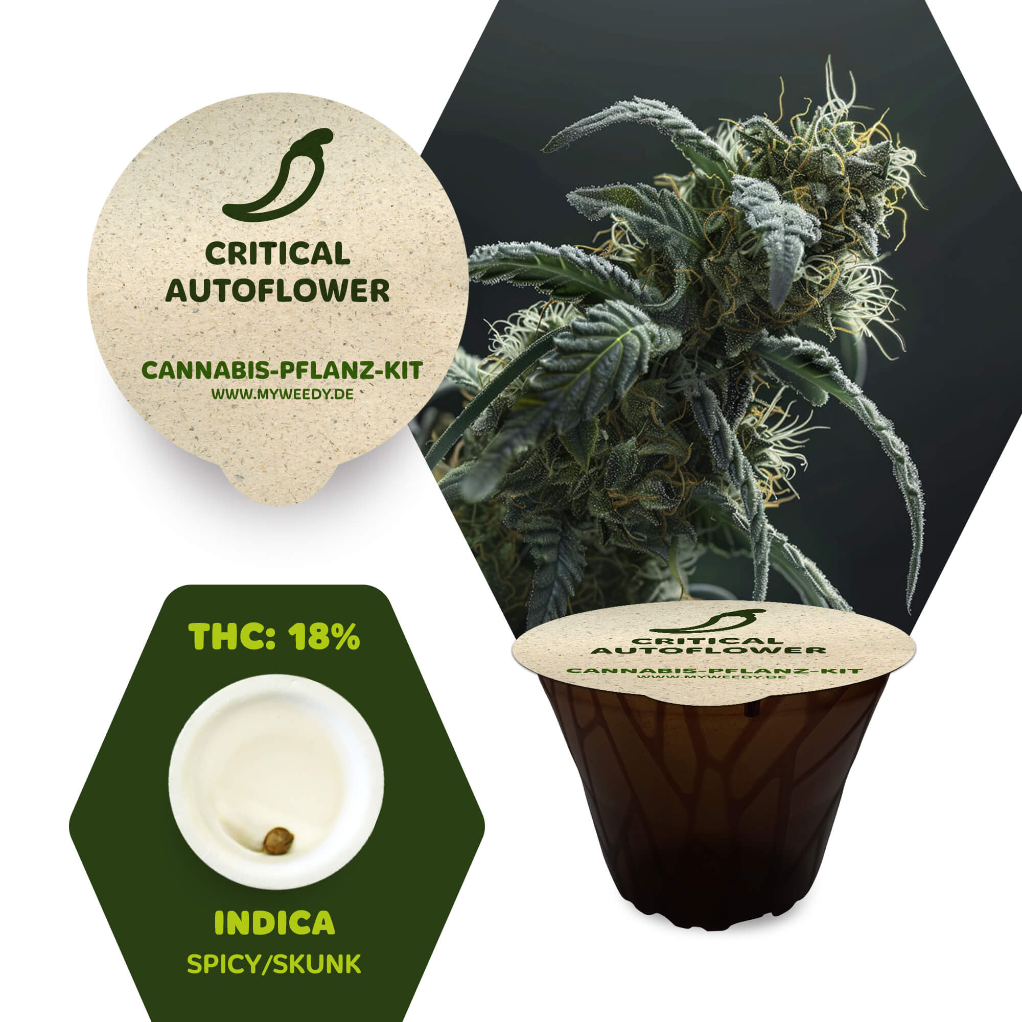Critical - Autoflower - Cannabis-Pflanz-Kit