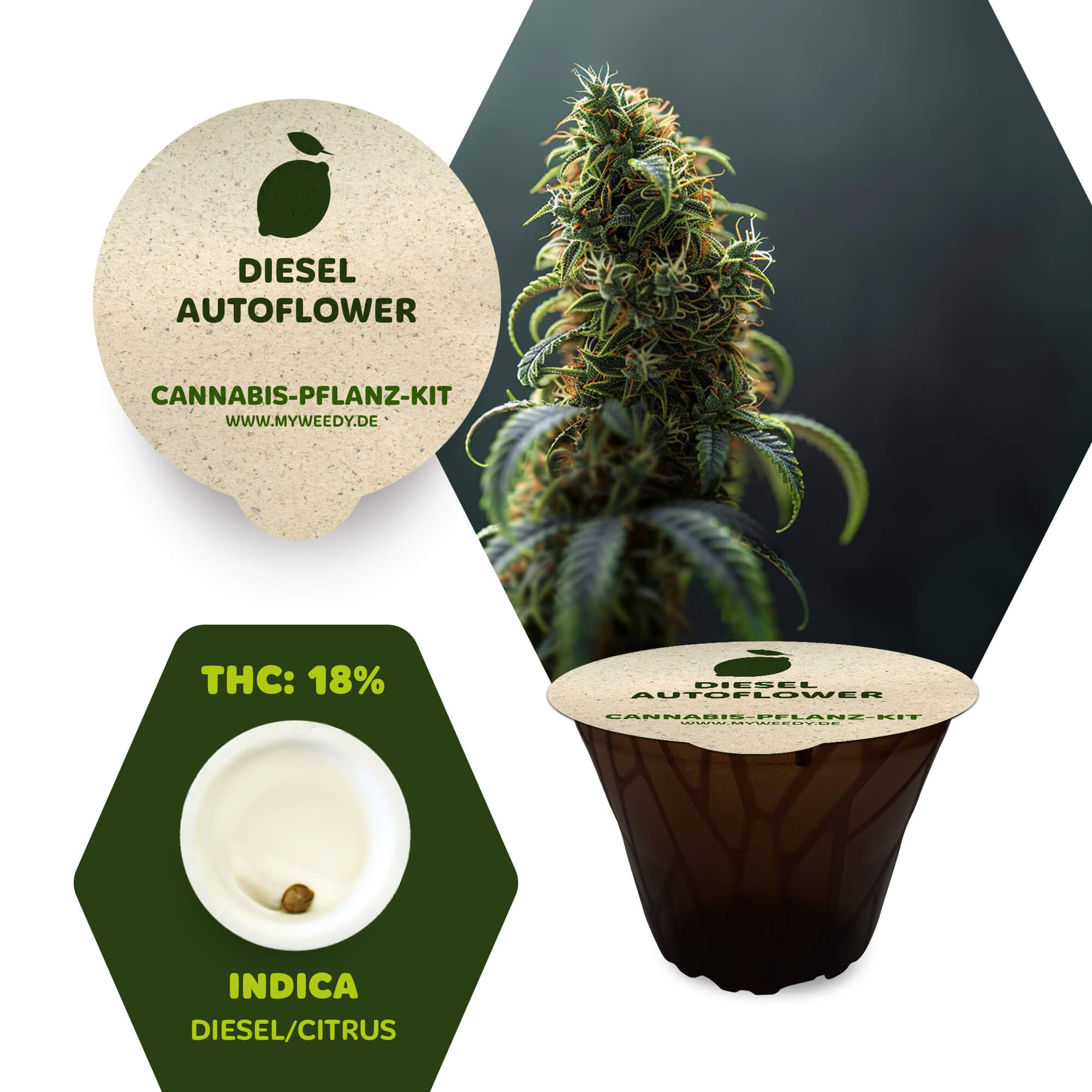 Diesel - Autoflower - Cannabis-Pflanz-Kit