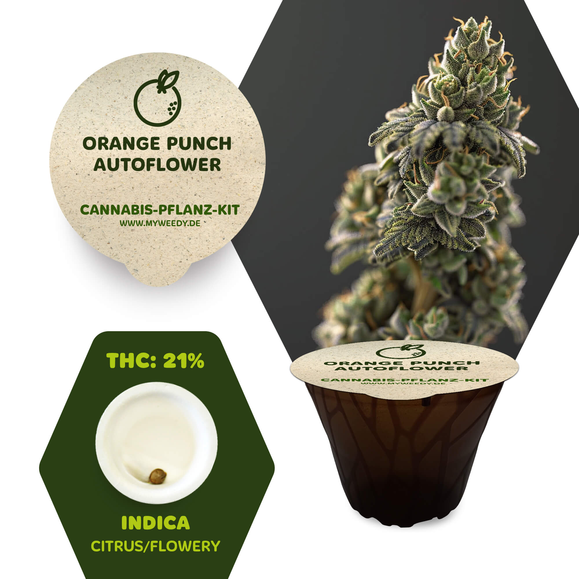 Orange Punch - Autoflower - Cannabis-Pflanz-Kit