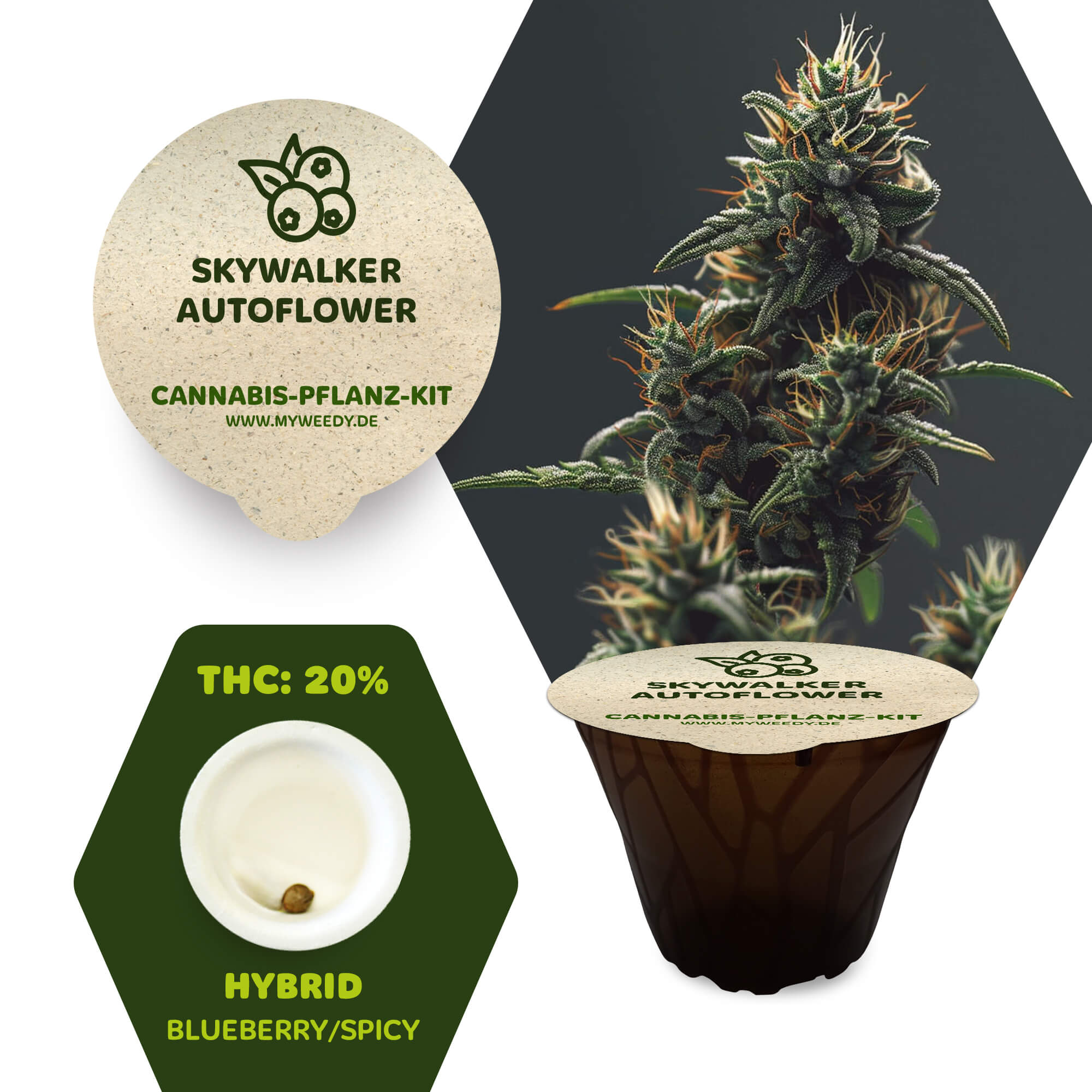 Skywalker - Autoflower - Cannabis-Pflanz-Kit