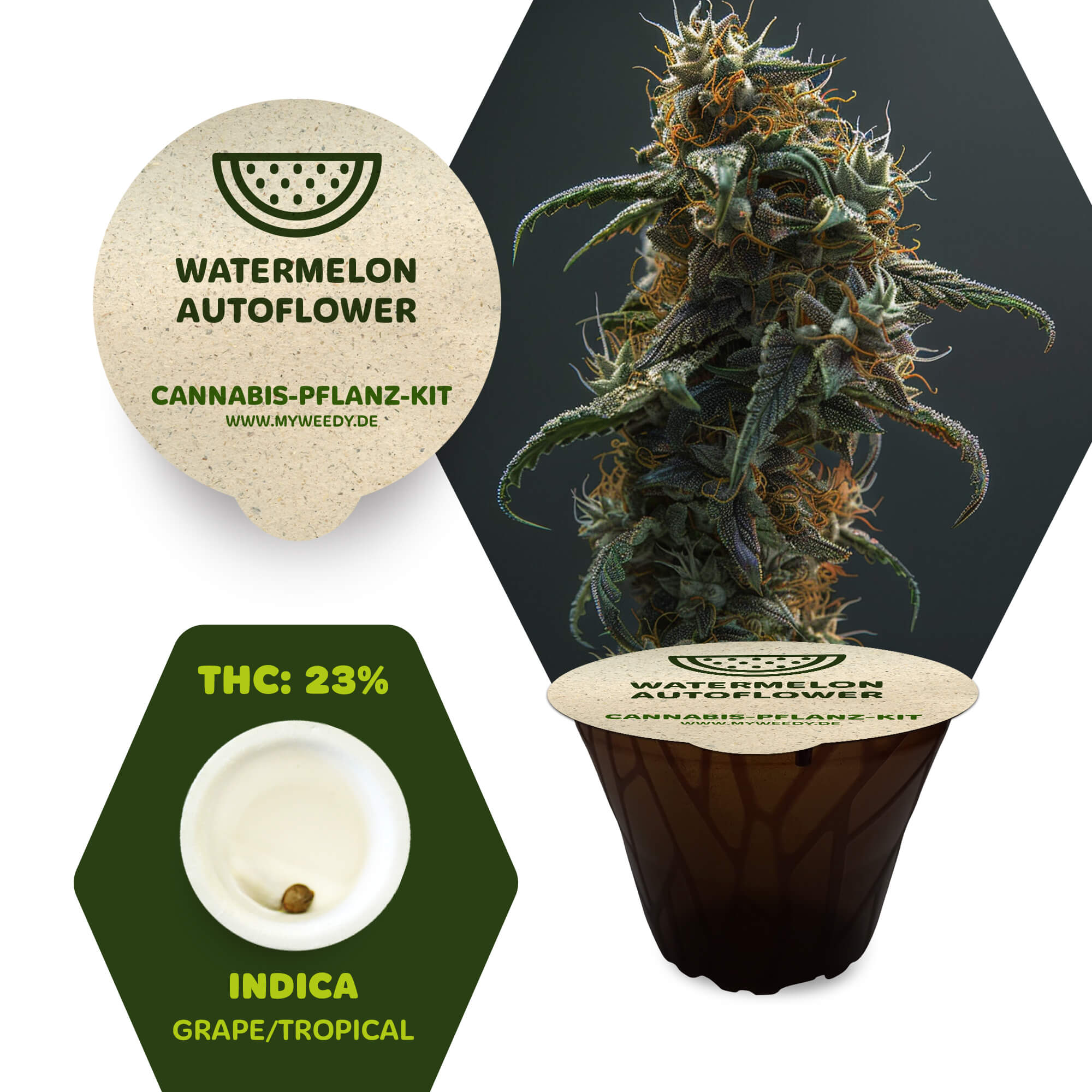 Watermelon - Autoflower - Cannabis-Pflanz-Kit