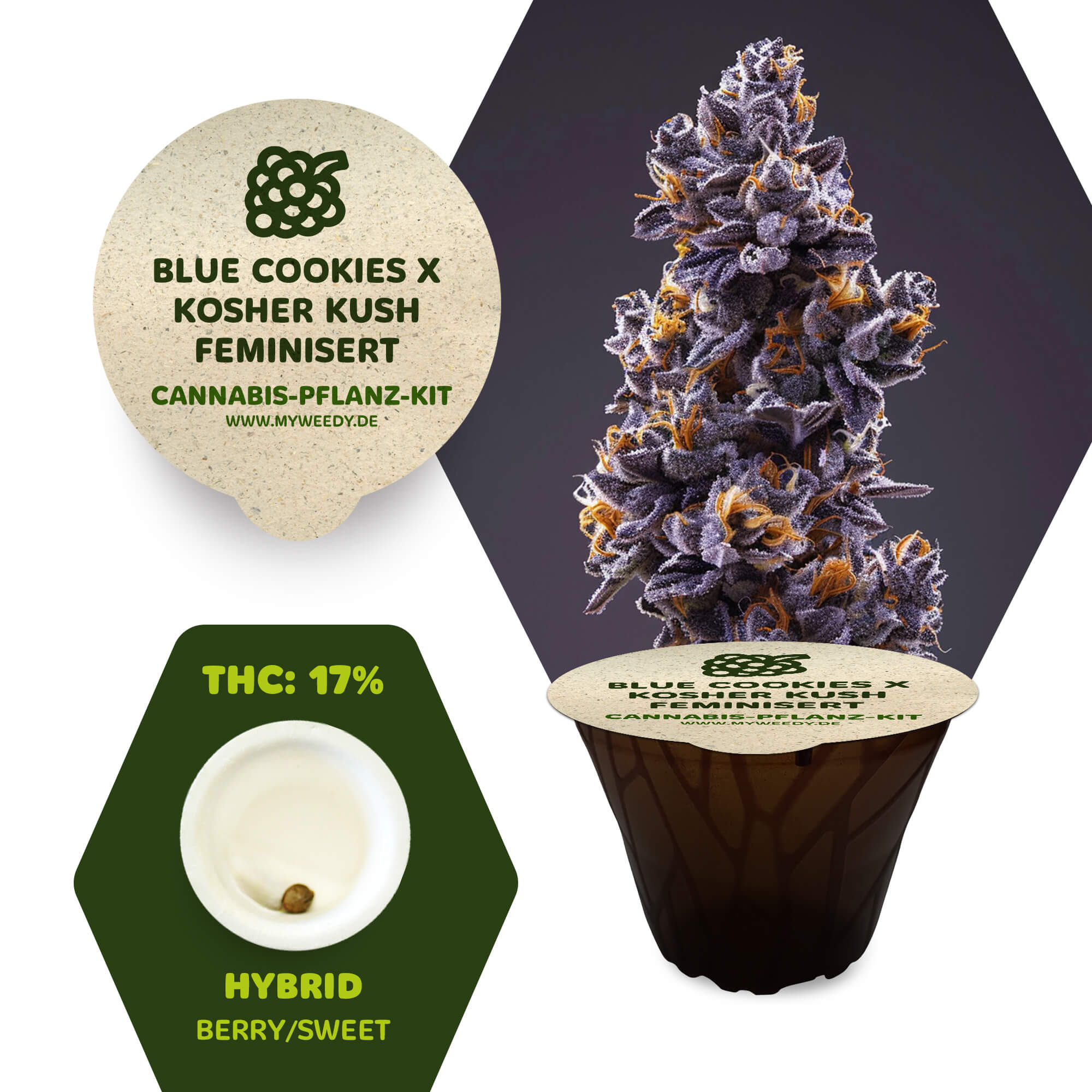 Blue Cookies x Kosher Kush - Feminisiert - Cannabis-Pflanz-Kit