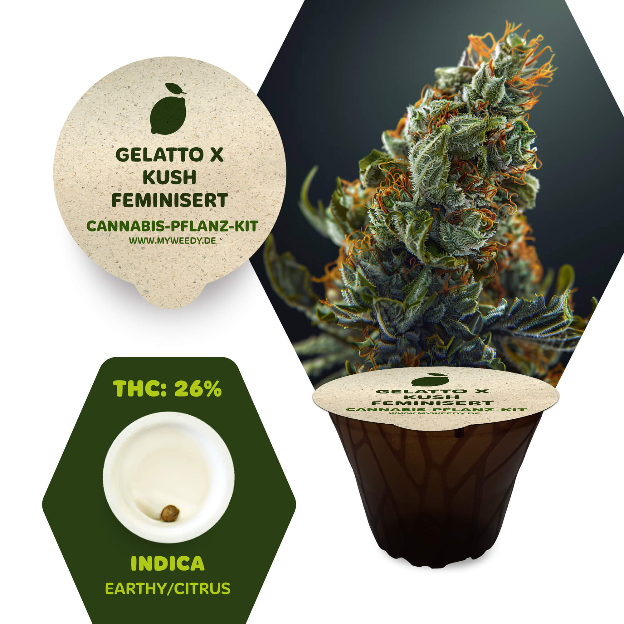 Gelatto x Kush - Feminisiert - Cannabis-Pflanz-Kit