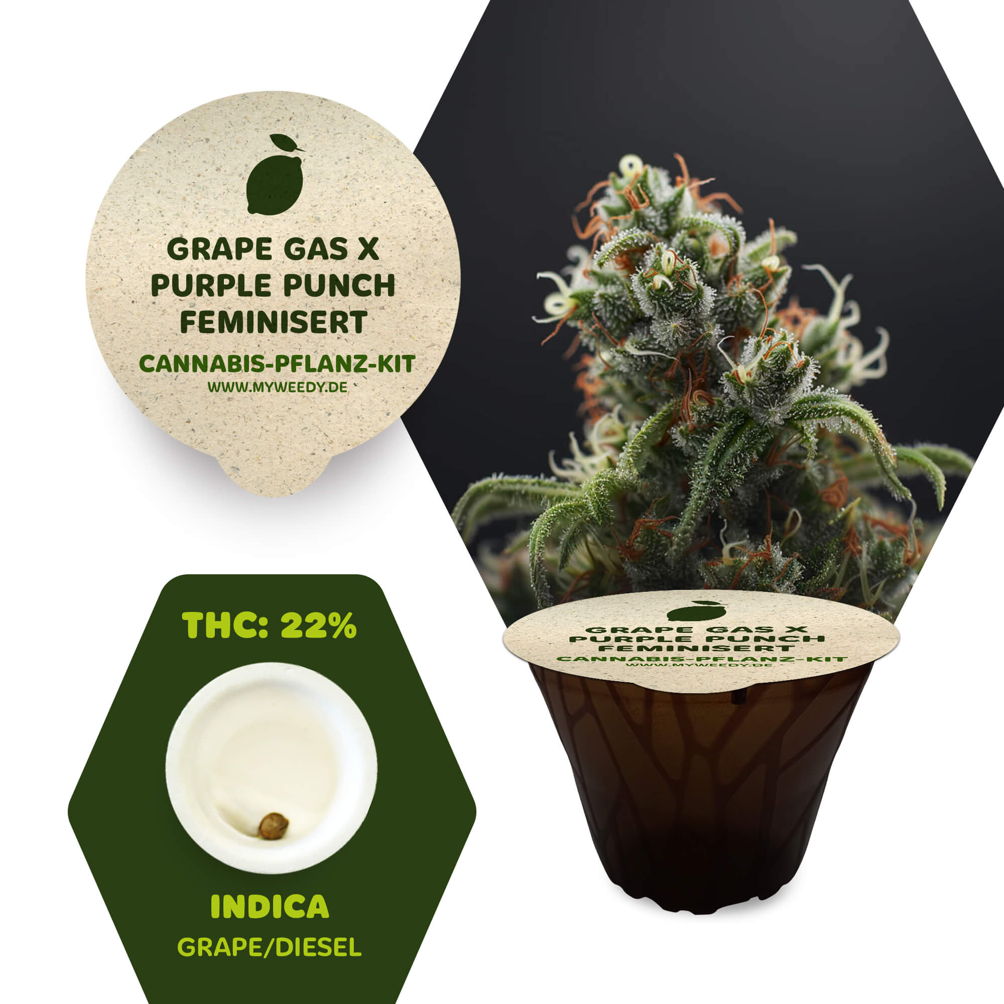Grape Gas x Purple Punch - Feminisiert - Cannabis-Pflanz-Kit