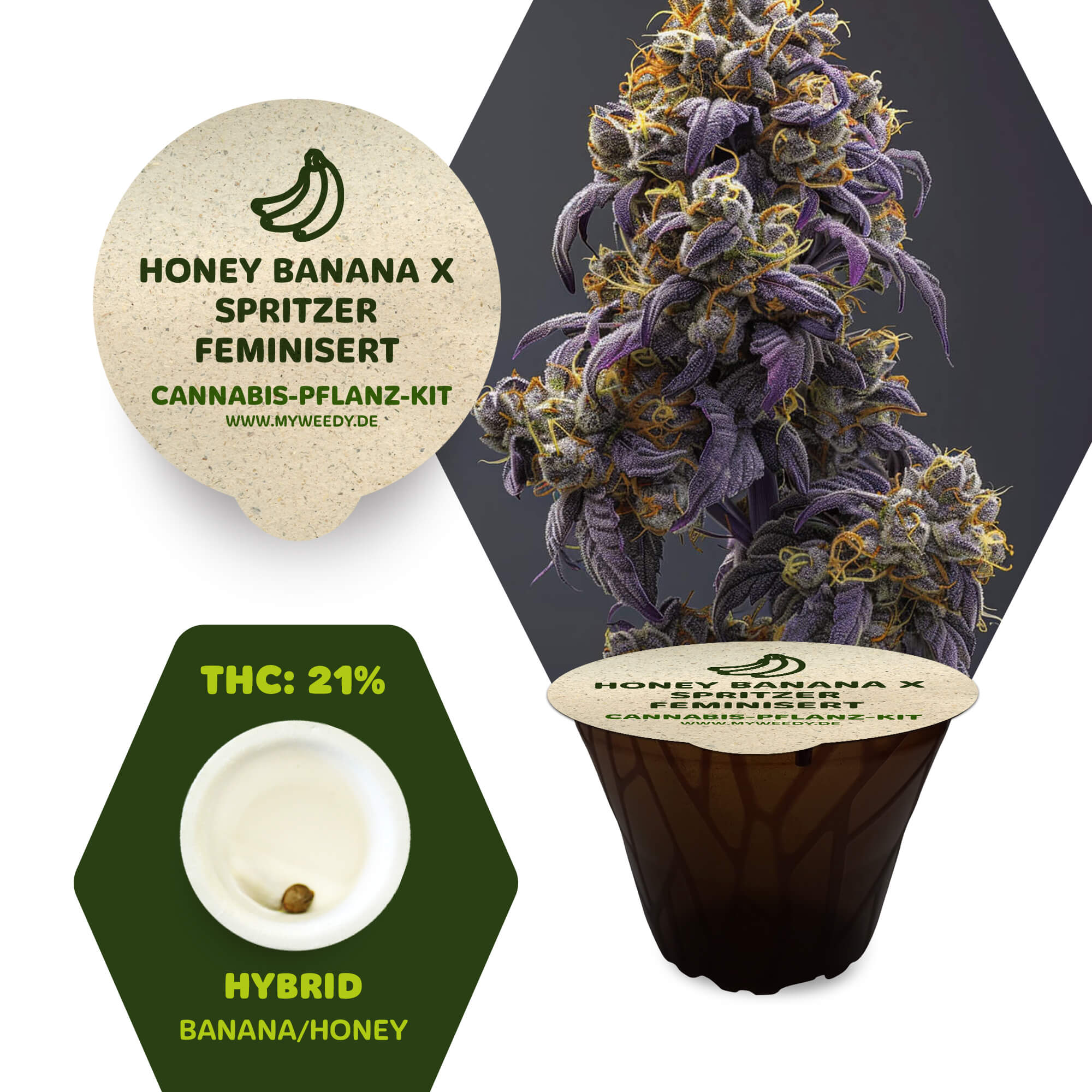 Honey Banana x Spritzer - Feminisiert - Cannabis-Pflanz-Kit