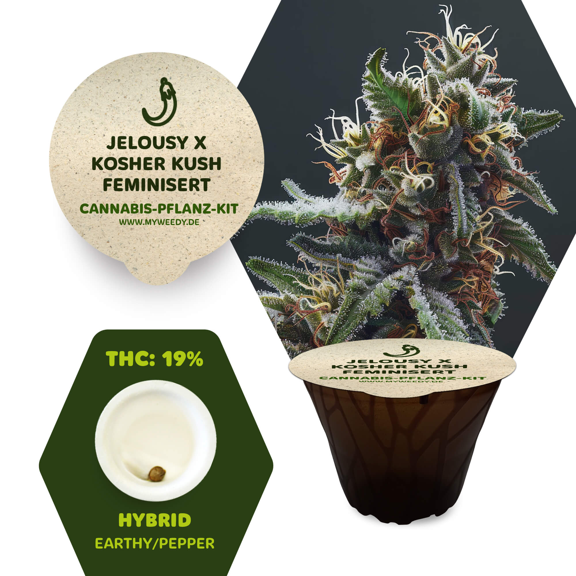 Jelousy x Kosher Kush - Feminisiert - Cannabis-Pflanz-Kit