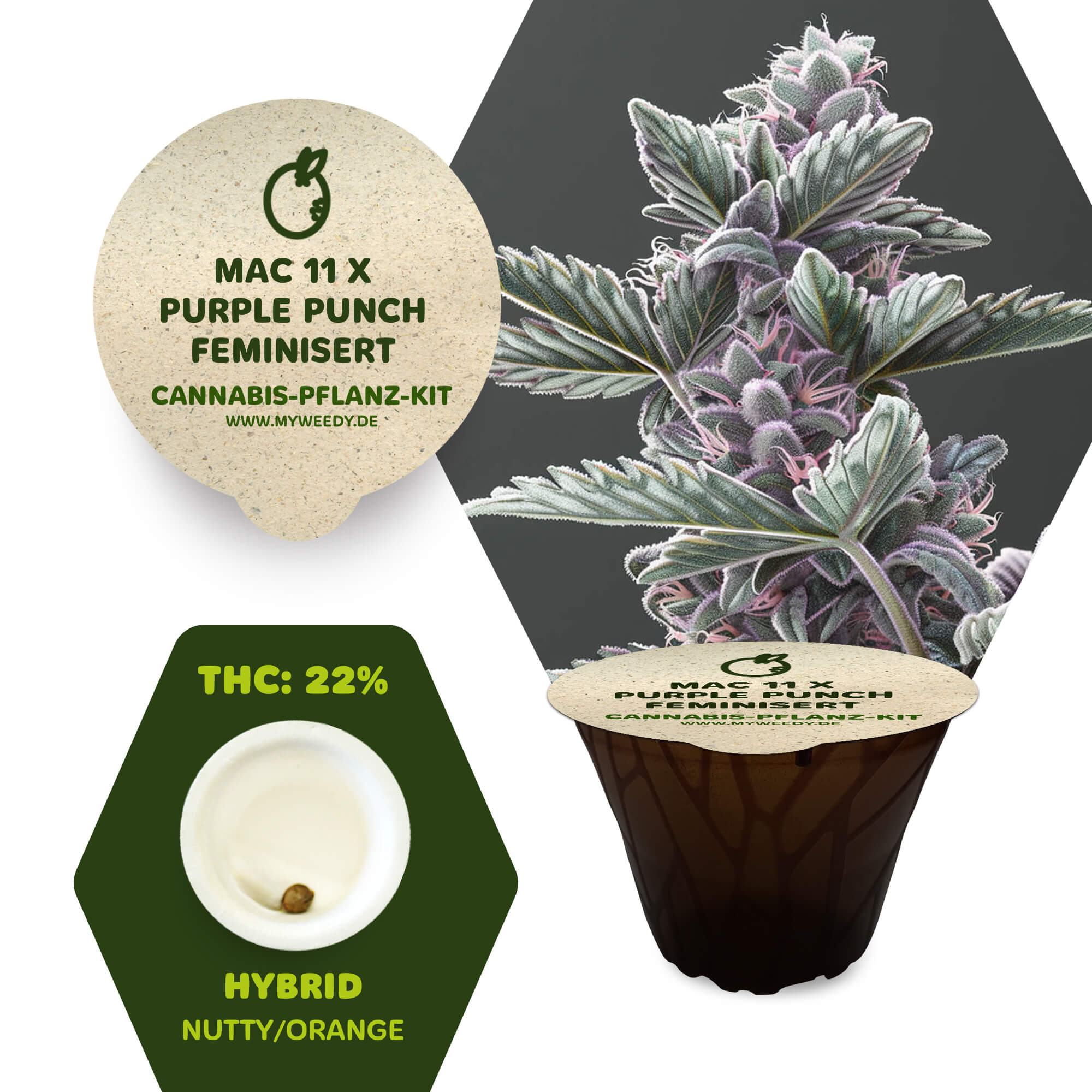 Mac 11 x Purple Punch - Feminisiert - Cannabis-Pflanz-Kit