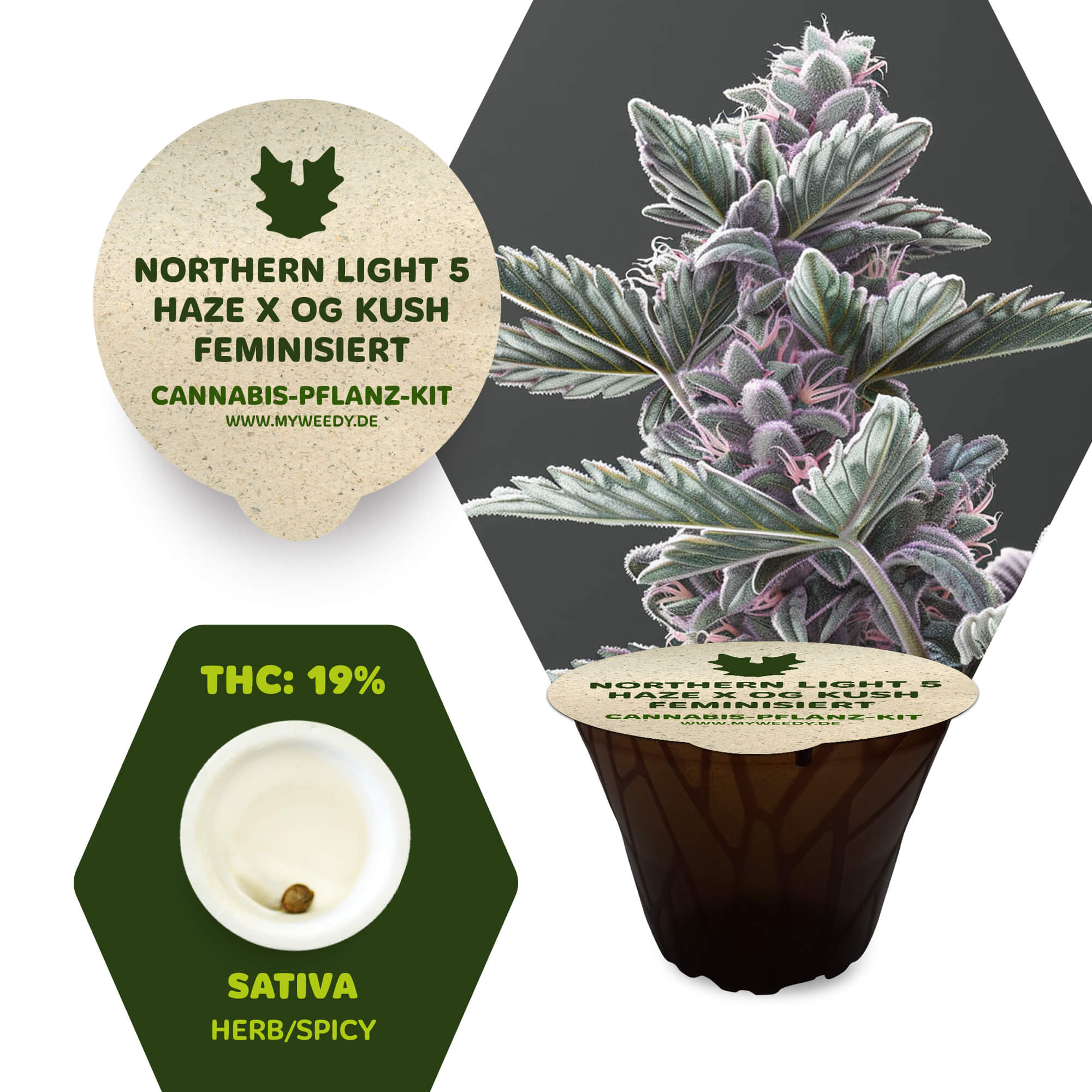 Northern Light 5 Haze x OG Kush - Feminisiert - Cannabis-Pflanz-Kit