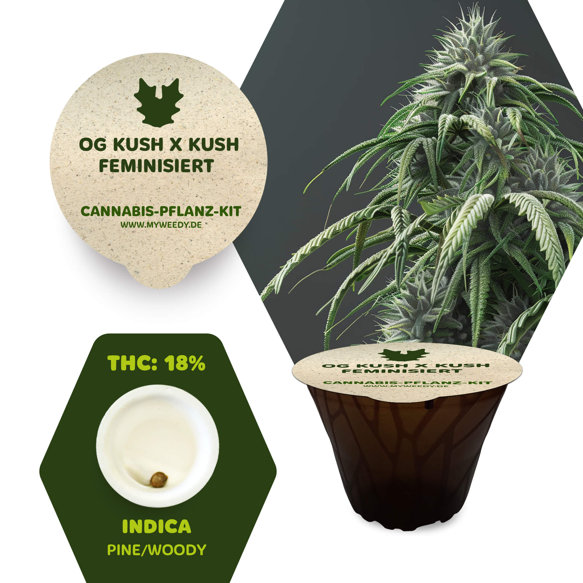 OG Kush x Kush - Feminisiert - Cannabis-Pflanz-Kit