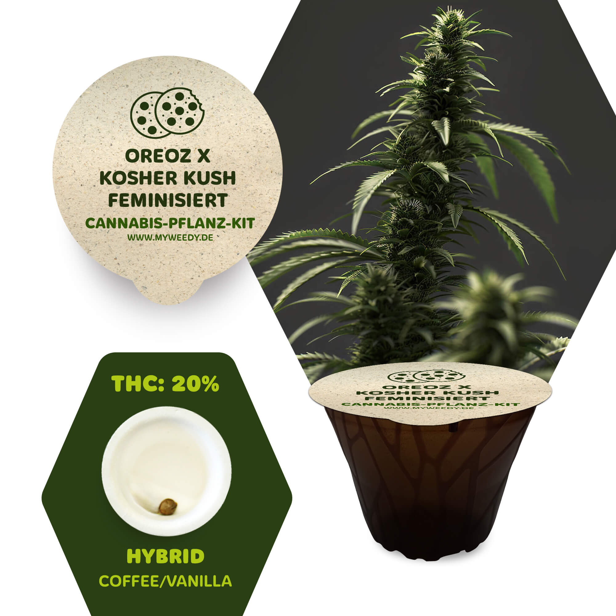Oreoz x Kosher Kush - Feminisiert - Cannabis-Pflanz-Kit