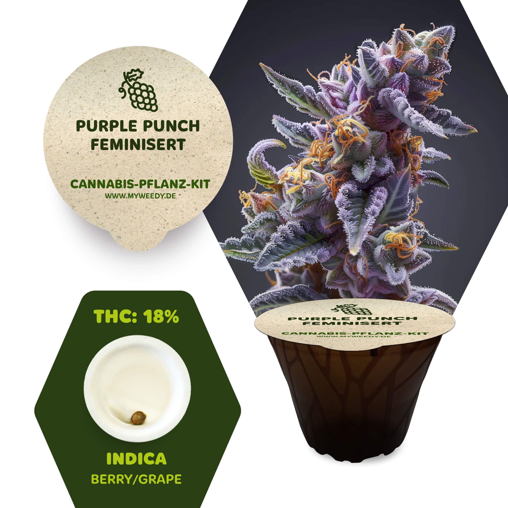 Purple Punch - Feminisiert - Cannabis-Pflanz-Kit