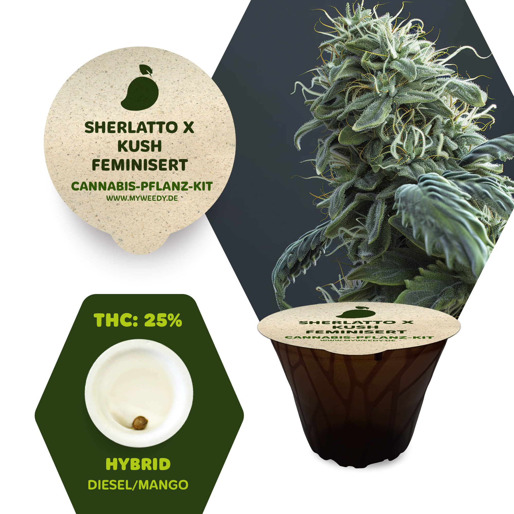 Sherlatto x Kush - Feminisiert - Cannabis-Pflanz-Kit