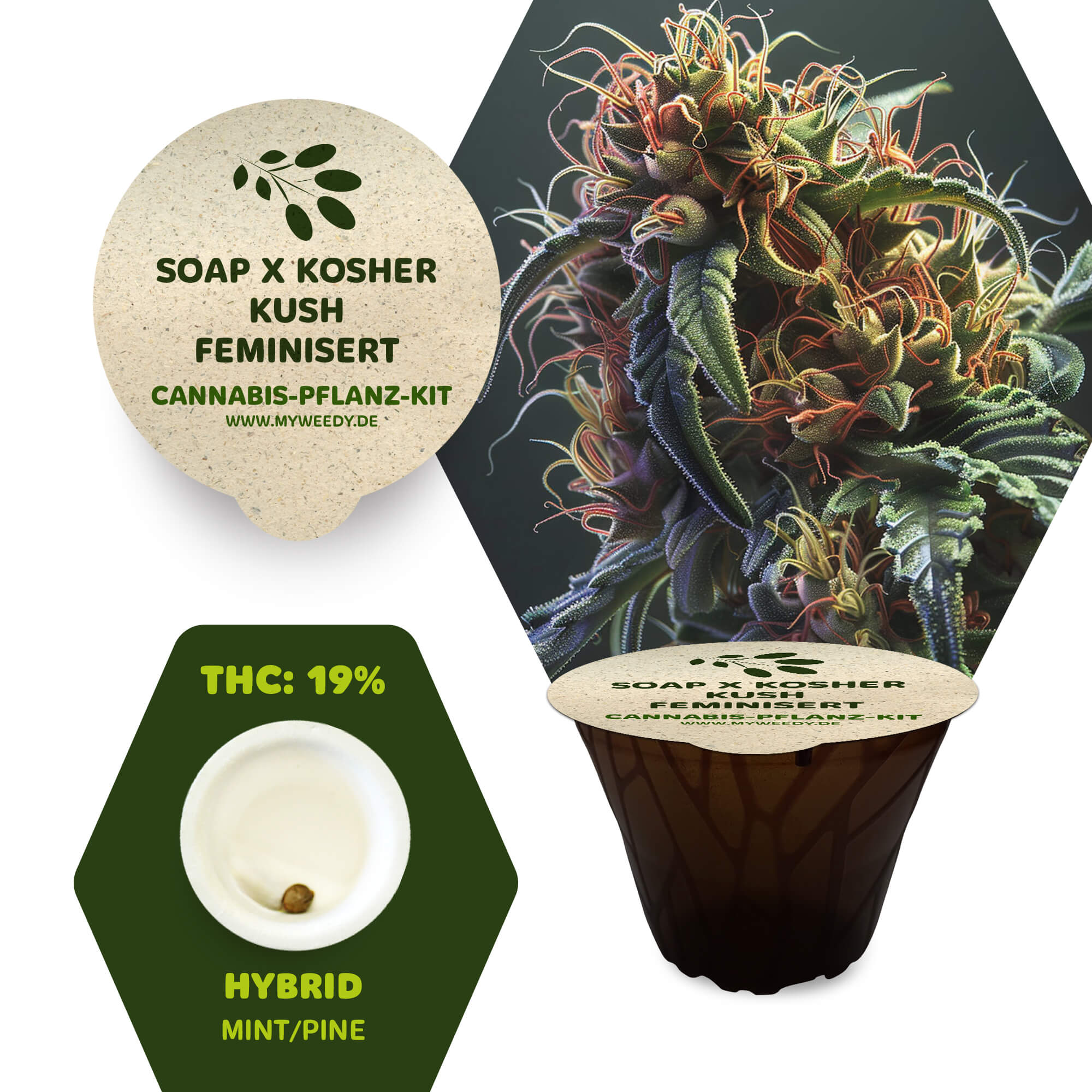 Soap x Kosher Kush - Feminisiert - Cannabis-Pflanz-Kit