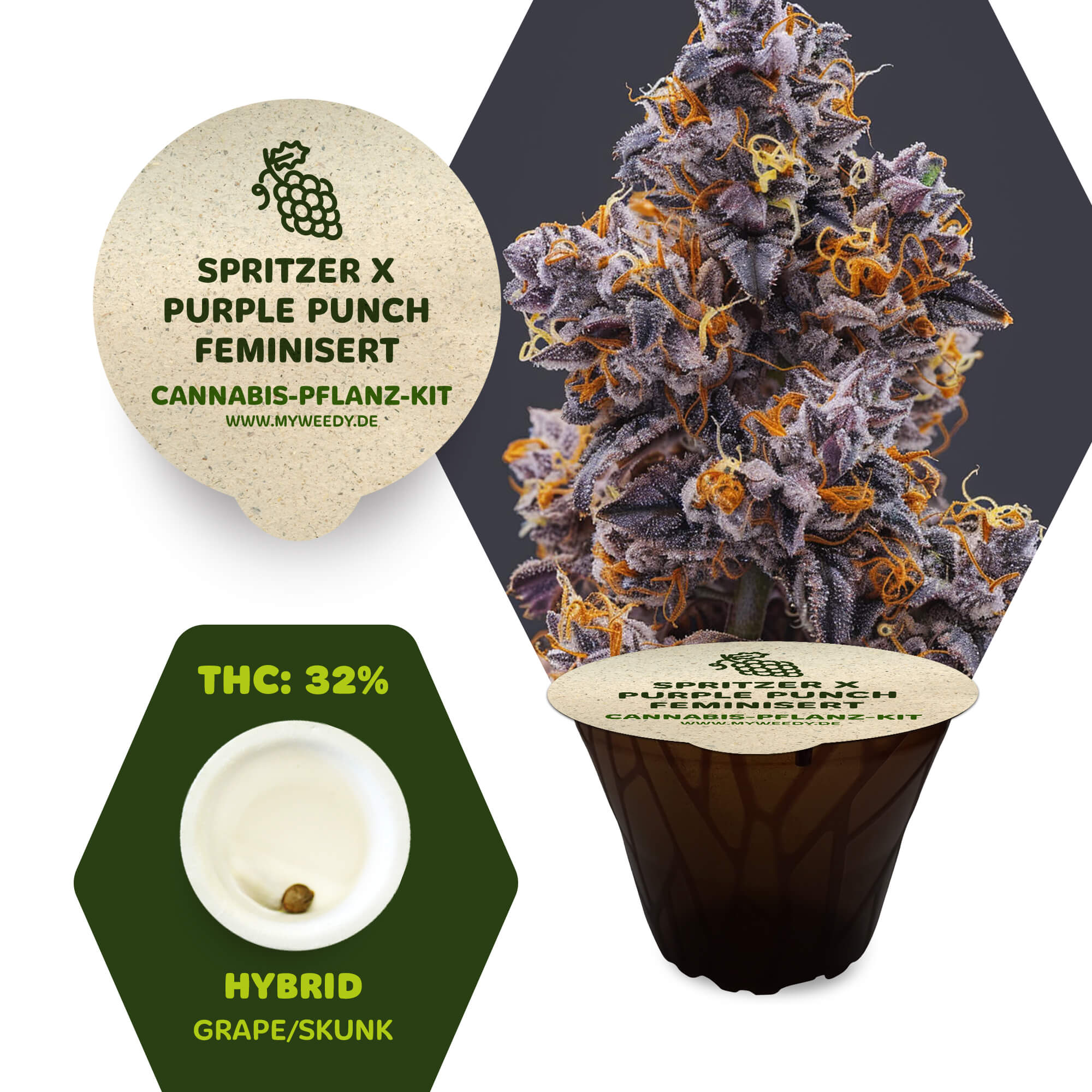 Spritzer x Purple Punch - Feminisiert - Cannabis-Pflanz-Kit