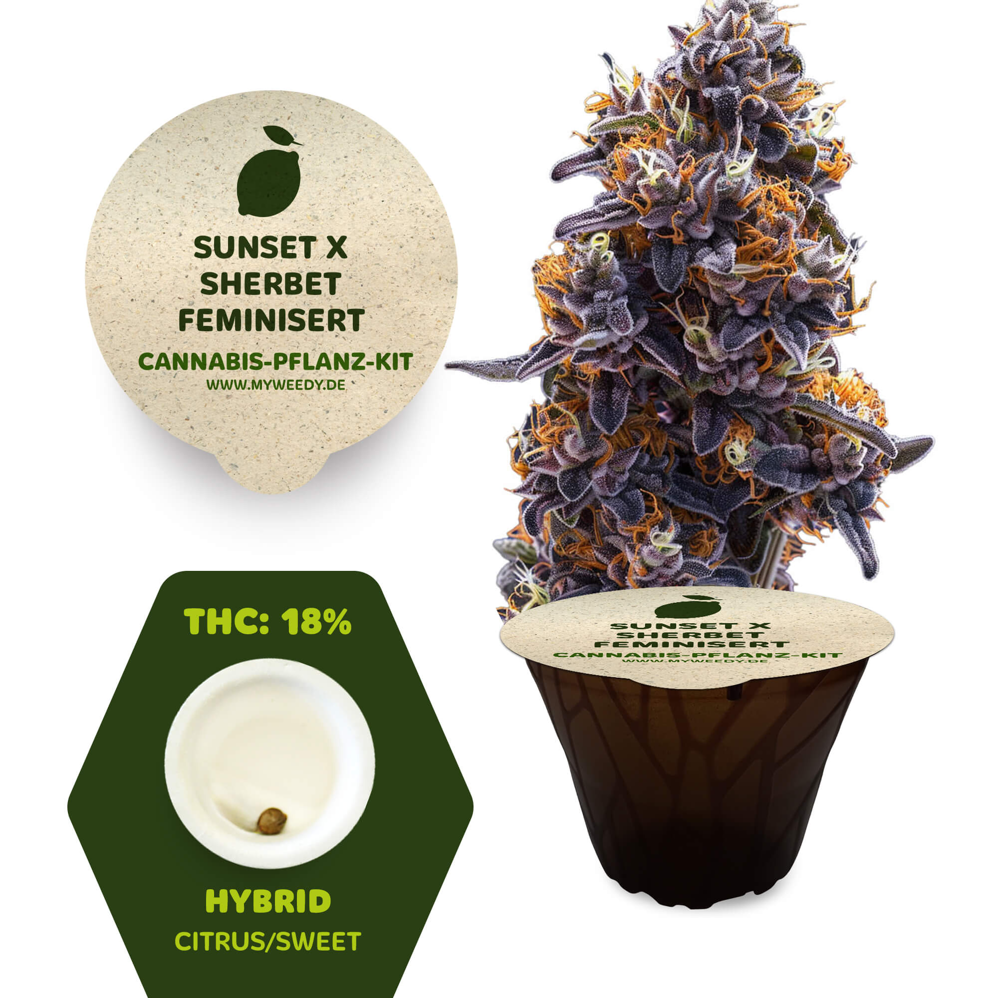 Sunset x Sherbet - Feminisiert - Cannabis-Pflanz-Kit