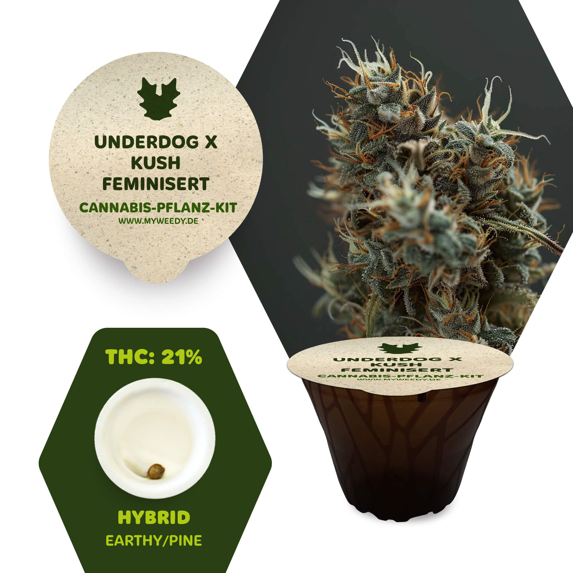 Underdog x Kush - Feminisiert - Cannabis-Pflanz-Kit