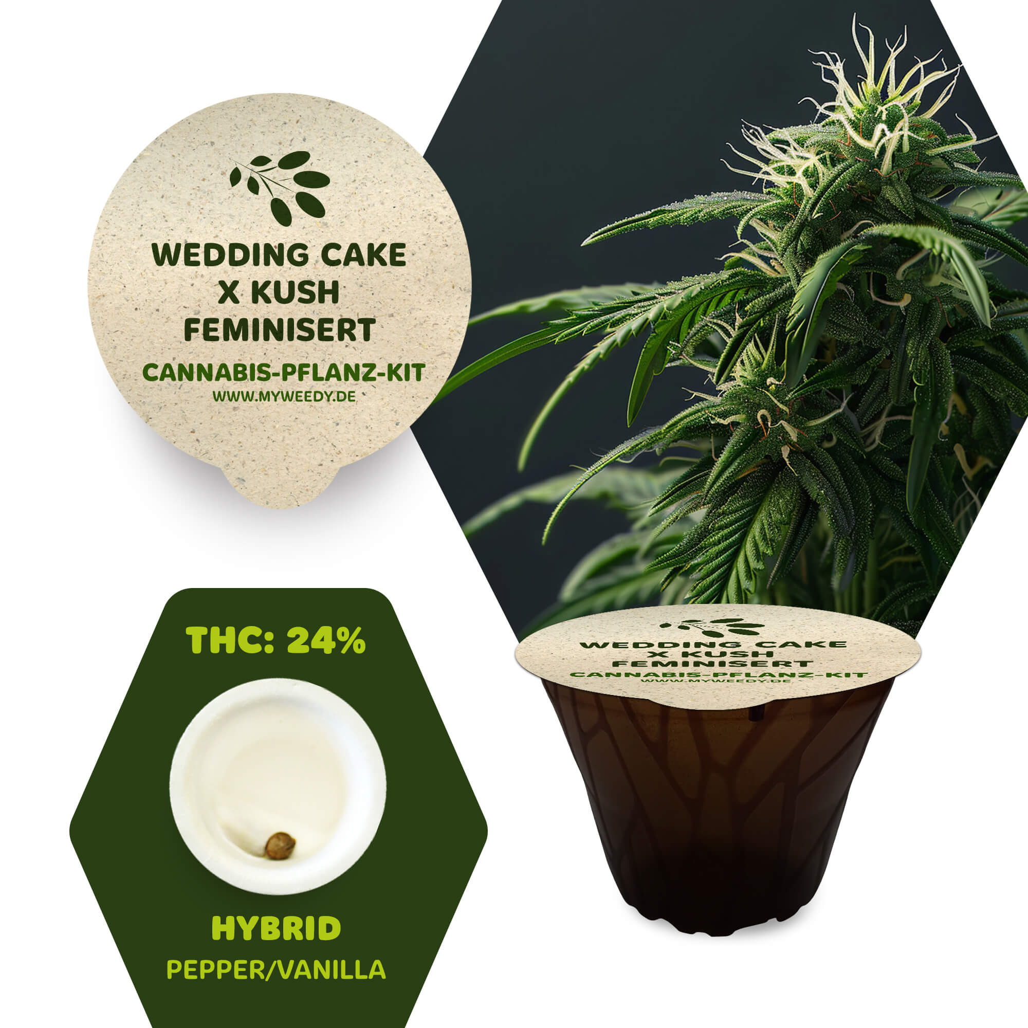 Wedding Cake x Kush - Feminisiert - Cannabis-Pflanz-Kit