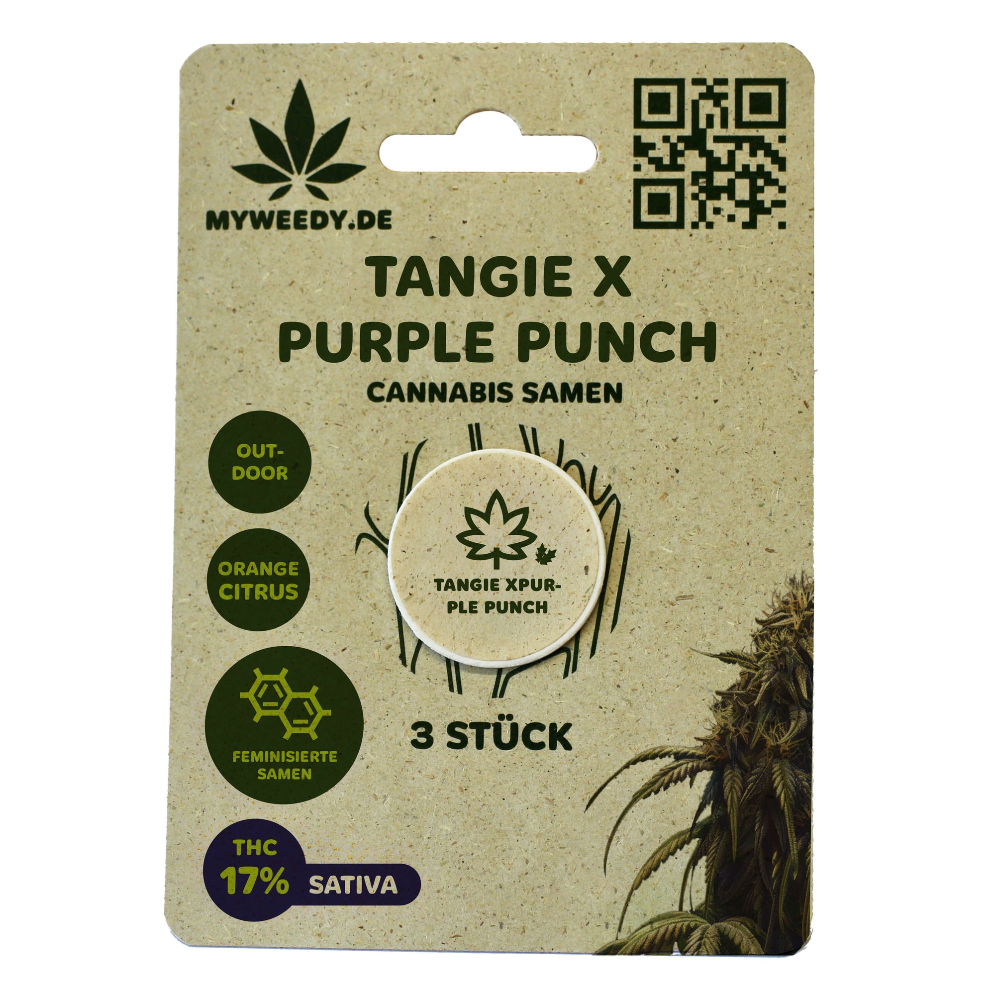 Tangie x Purple Punch - Feminisiert